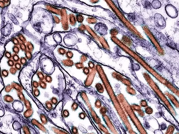 Phát hiện 5 đột biến gen ở H5N1 quyết định sự lây lan ảnh 1