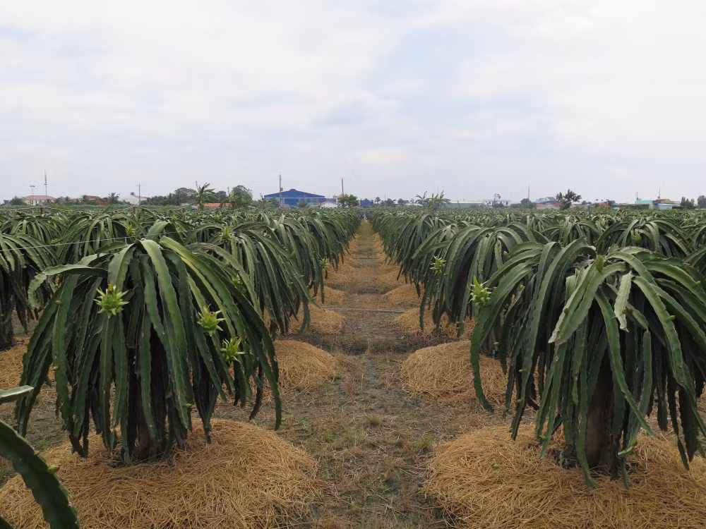 “Xanh hóa” tăng trưởng: Sản xuất xanh để vươn ra thị trường thế giới ảnh 1