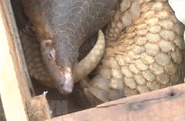 Tăng cường hành động nhằm giảm thiểu vi phạm về động vật hoang dã ảnh 1