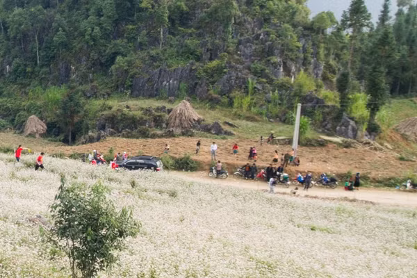 Hà Giang: "Nở rộ" dịch vụ ăn theo mùa hoa tam giác mạch ảnh 1