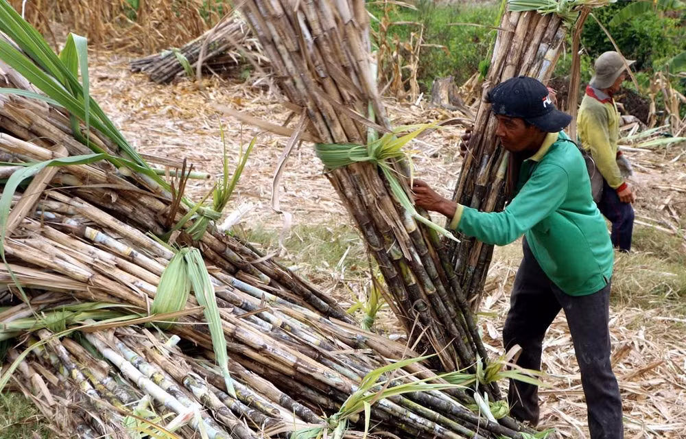 Casuco lên phương án đóng cửa Nhà máy đường Vị Thanh ở Hậu Giang ảnh 1