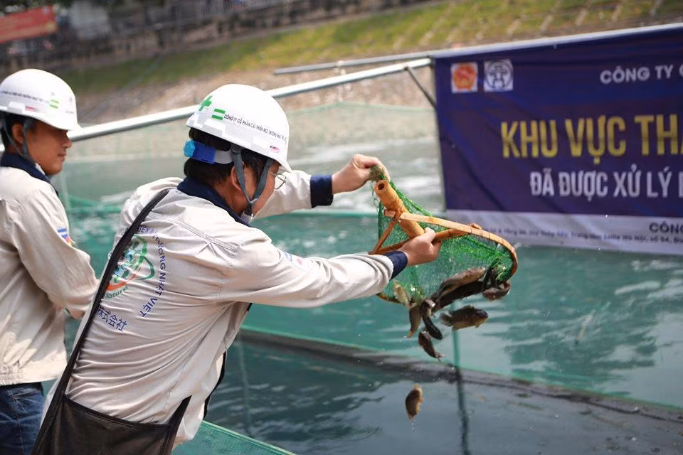 Hà Nội: Thả cá Koi Nhật Bản xuống sông Tô Lịch và Hồ Tây ảnh 12