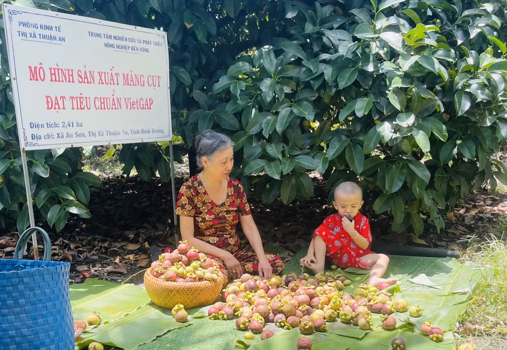 Măng cụt được mùa được giá, người trồng ở Bình Dương phấn khởi ảnh 1