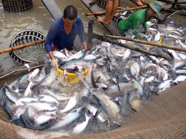 Doanh nghiệp cá tra Việt không nên "quên" thị trường nội địa ảnh 2