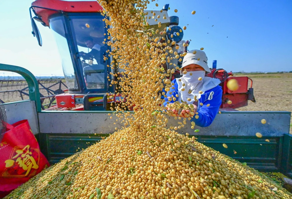 Nhập khẩu đậu tương của Trung Quốc cao kỷ lục đẩy giá tăng mạnh | Vietnam+  (VietnamPlus)