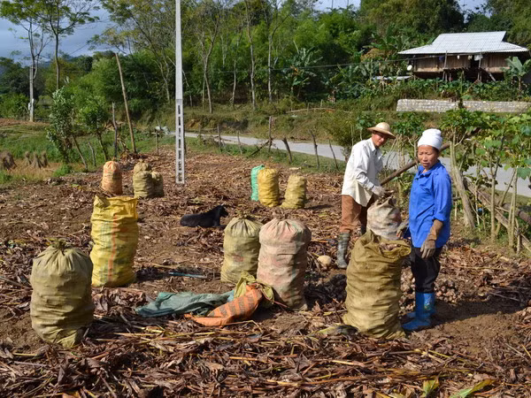 Người trồng dong riềng Bắc Kạn lao đao do giá mua thấp ảnh 1