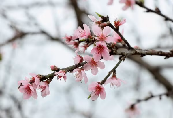 [Podcast] Những ca khúc bất hủ về mùa Xuân của các nhạc sỹ nổi tiếng ảnh 1