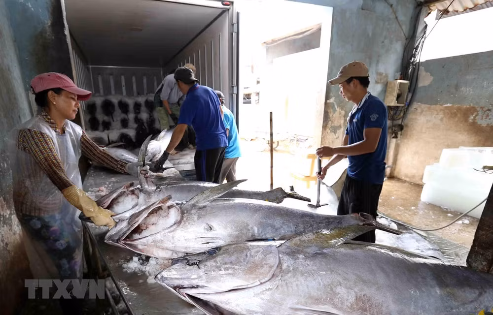 Khắc phục thẻ vàng IUU: Quyết tâm chống khai thác hải sản bất hợp pháp ảnh 2