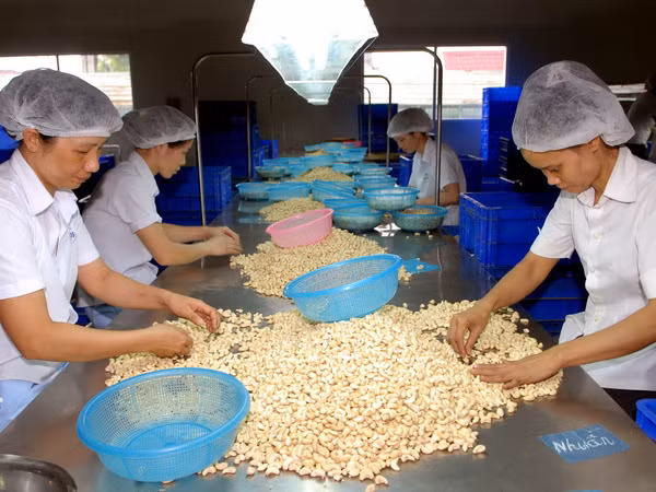 Kết nối doanh nghiệp Việt kiều để đa dạng hóa thị trường nông sản ảnh 1