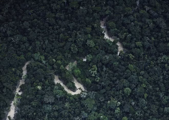 Hàng chục nghìn hécta rừng Amazon ở Peru bị tàn phá nghiêm trọng ảnh 1