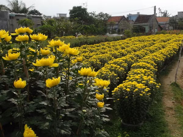 Các làng hoa sẵn sàng cung ứng cho thị trường Tết ảnh 1