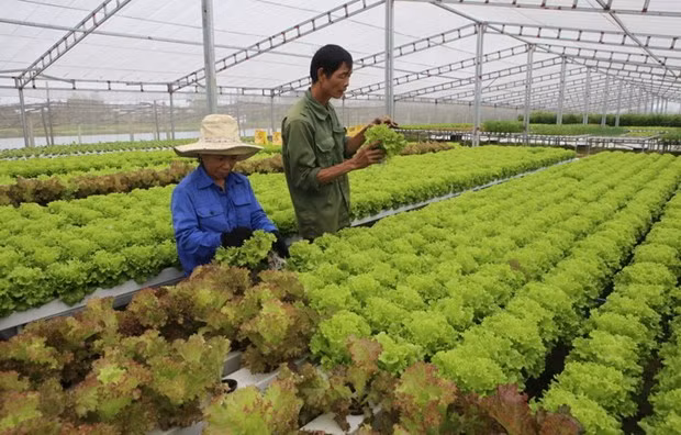Chuyển đổi số trong ngành nông nghiệp nên bắt đầu từ đâu? ảnh 1