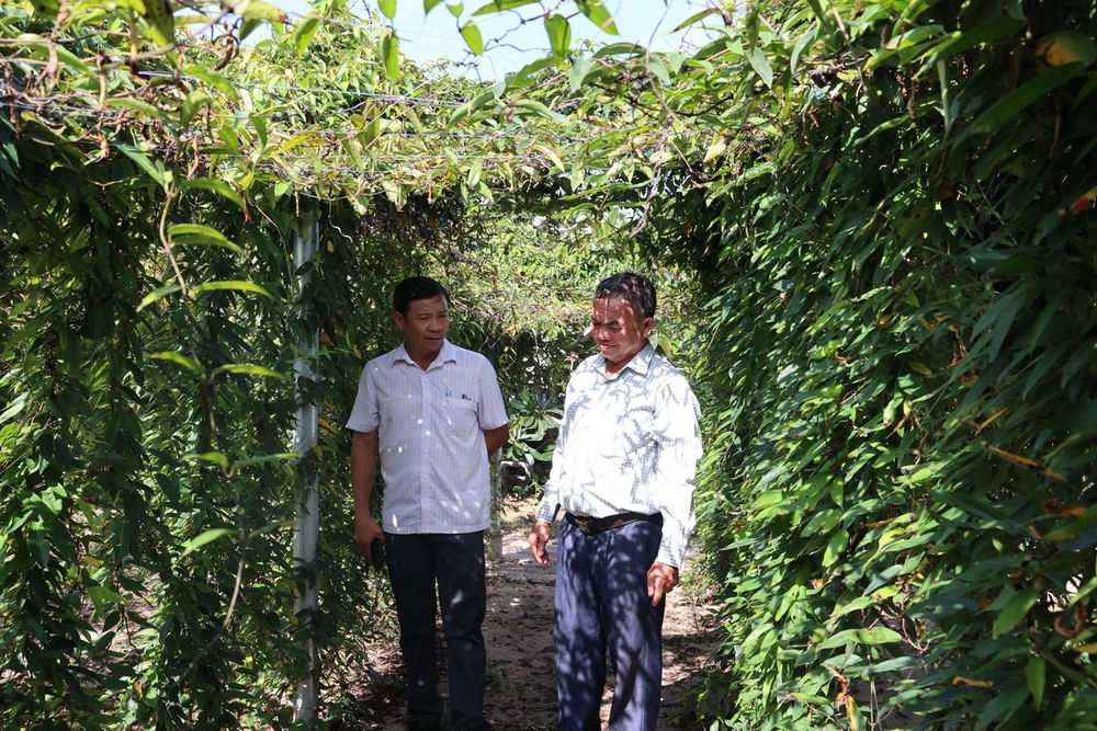 Tăng cường dịch vụ chăm sóc cây xanh tại Bà Rịa - Vũng Tàu - Hướng đến sự phát triển bền vững và môi trường sống trong lành