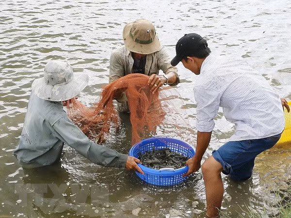 Trà Vinh: Giá tôm giảm mạnh nhưng nông dân bị thiệt hại không đáng kể ảnh 1