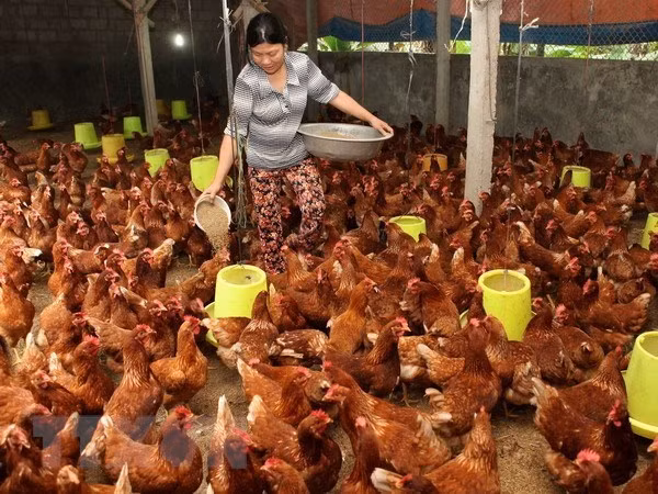Giá nguyên liệu thức ăn chăn nuôi có thể giảm nhẹ trong thời gian tới ảnh 1