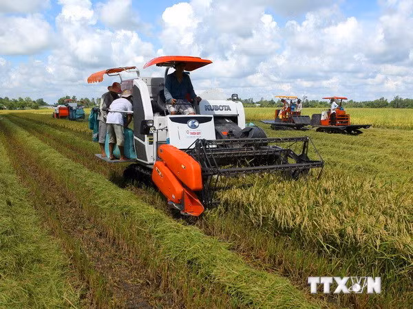 Giá lúa tăng, nông dân thu hoạch vụ Đông Xuân phấn khởi ăn Tết ảnh 1