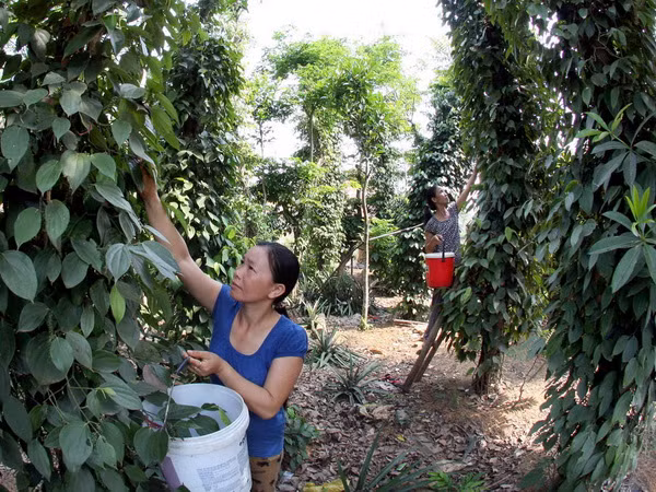 12,1 triệu USD thực hiện dự án giảm nghèo vùng cao Quảng Nam ảnh 1