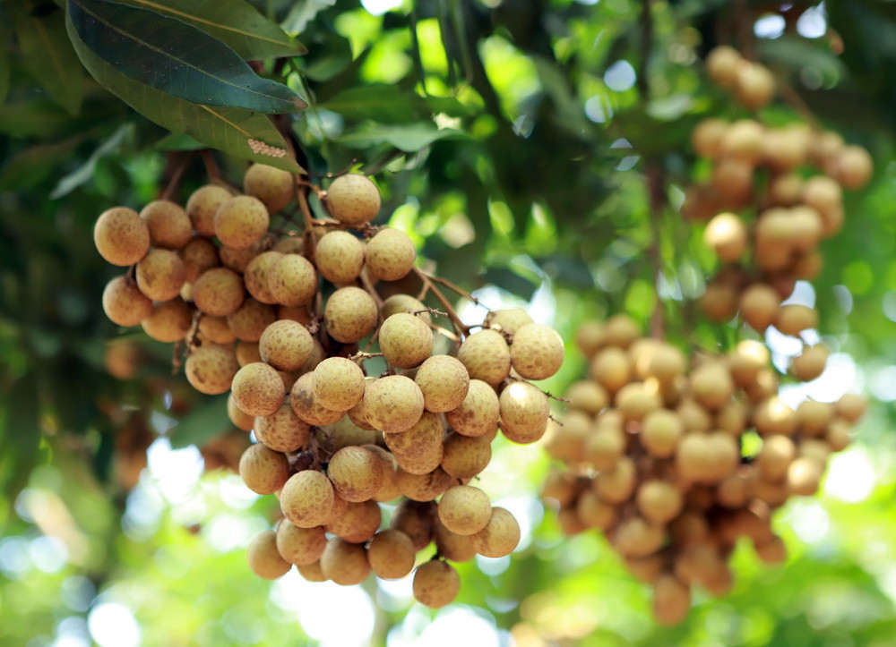 Hình ảnh nhãn lồng Hưng Yên trĩu quả trong mùa thu hoạch | Vietnam+  (VietnamPlus)