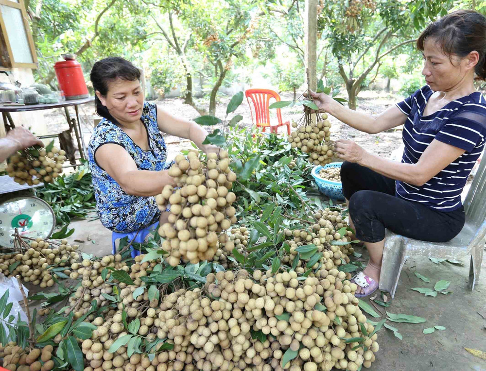 vận chuyển nhãn lồng