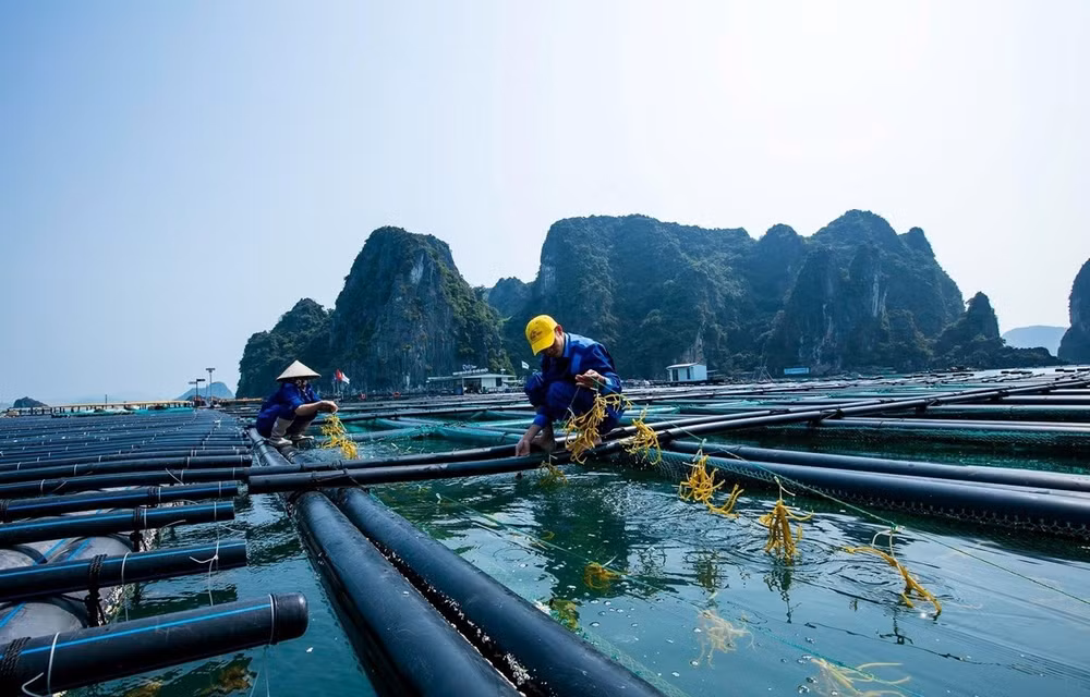 Quảng Ninh ưu tiên thu hút đầu tư nuôi biển công nghiệp, hiện đại ảnh 1