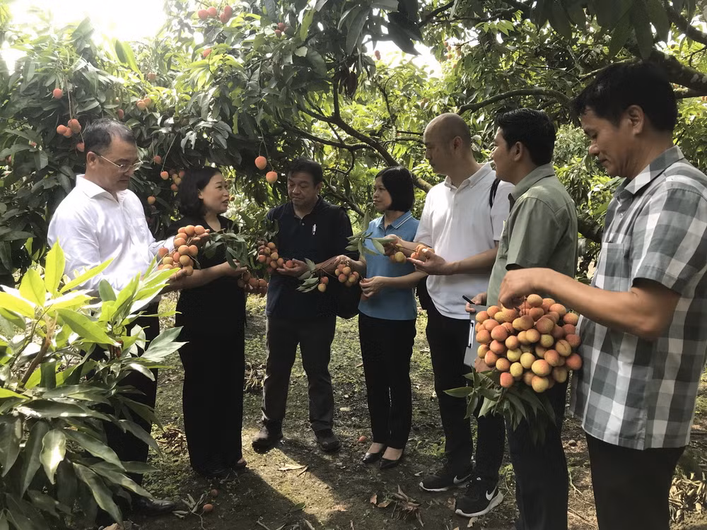 ttxvn_vai thieu hai duong (2).jpg