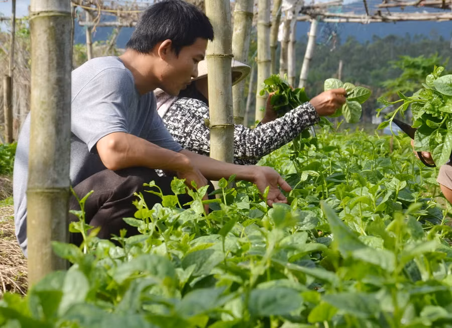 TP.HCM xúc tiến đầu tư các khu nông nghiệp công nghệ cao mở rộng ảnh 1