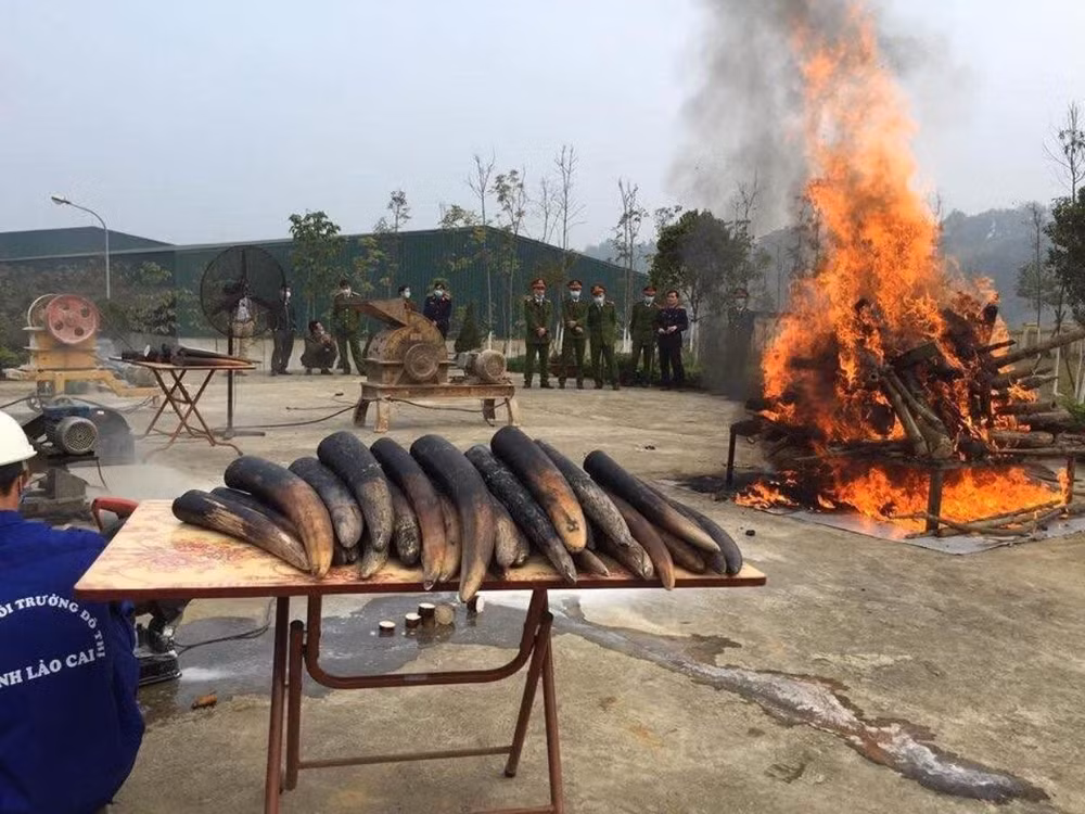 Ngày Voi thế giới: Tiêu hủy ngà voi cần trở thành thông lệ ở Việt Nam ảnh 1