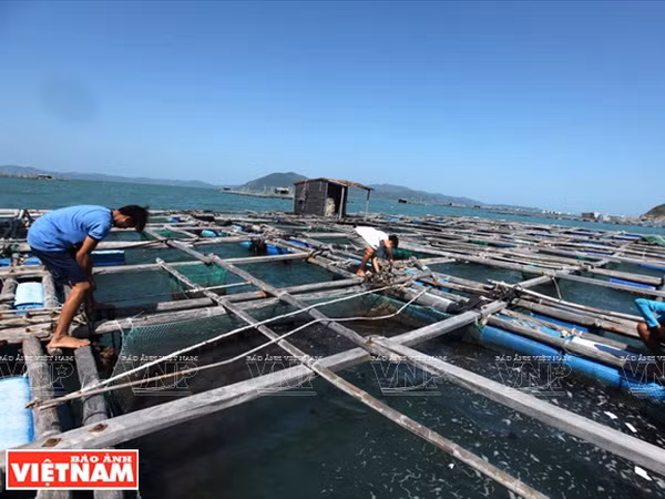 Phú Yên hội tụ nhiều tiềm năng về kinh tế biển và du lịch ảnh 5