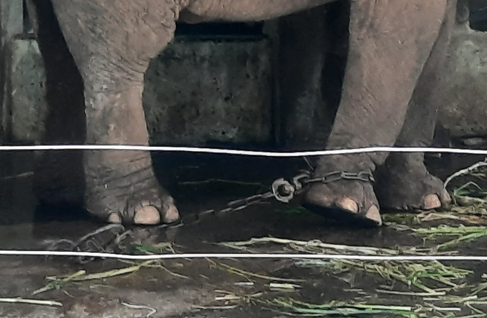 Vườn thú Hà Nội: Voi bị xiềng xích được chăm sóc 'đúng quy trình' |  Vietnam+ (VietnamPlus)