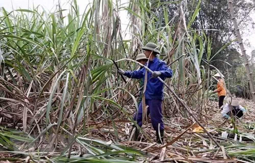 Nông dân tỉnh Khánh Hòa trăn trở với những vụ mía “đắng" ảnh 1