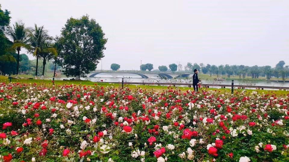 Hơn một triệu bông hồng bung nở rực rỡ khắp khu đô thị Ecopark ảnh 9