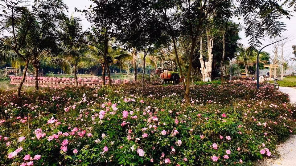 Hơn một triệu bông hồng bung nở rực rỡ khắp khu đô thị Ecopark ảnh 8