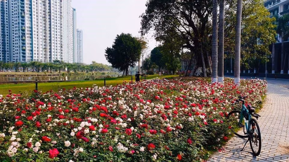 Hơn một triệu bông hồng bung nở rực rỡ khắp khu đô thị Ecopark ảnh 14