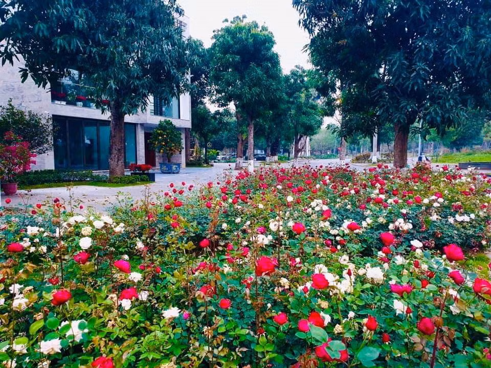 Hơn một triệu bông hồng bung nở rực rỡ khắp khu đô thị Ecopark ảnh 10
