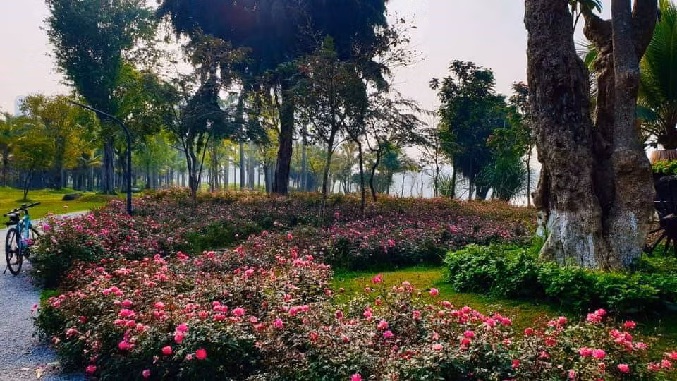Hơn một triệu bông hồng bung nở rực rỡ khắp khu đô thị Ecopark ảnh 6