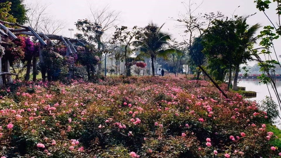 Hơn một triệu bông hồng bung nở rực rỡ khắp khu đô thị Ecopark ảnh 3