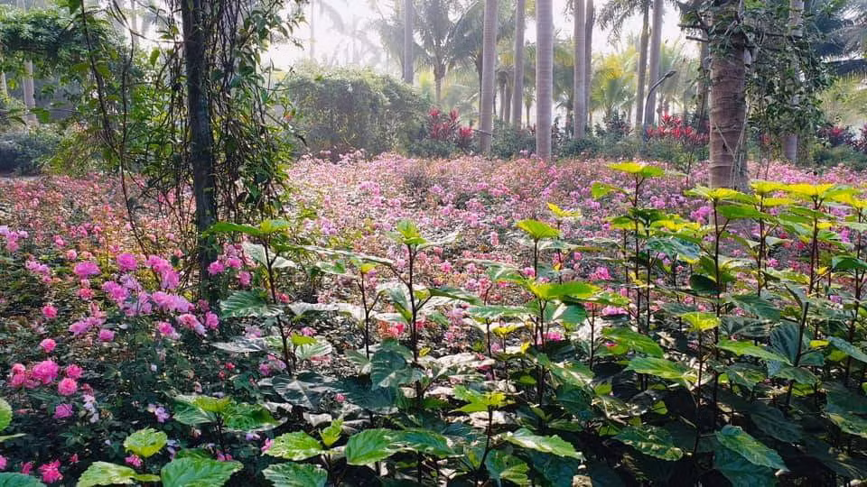 Hơn một triệu bông hồng bung nở rực rỡ khắp khu đô thị Ecopark ảnh 4