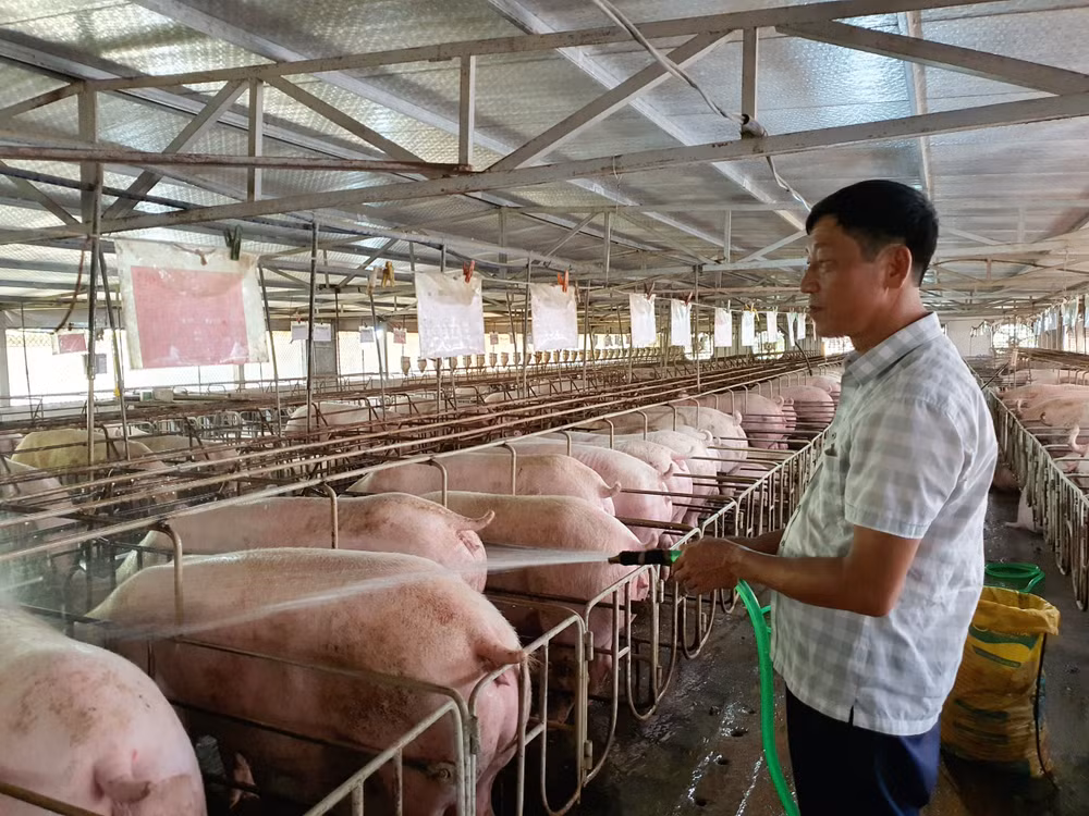 Xuất khẩu sản phẩm chăn nuôi: 'Chìa khóa' là vùng an toàn dịch bệnh ảnh 2