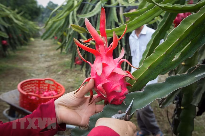 Tìm giải pháp lấy lại vị thế xuất khẩu cho thanh long Việt Nam ảnh 1