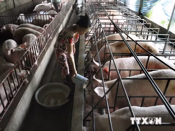 Đan Mạch giúp Việt Nam phát triển chăn nuôi lợn chất lượng cao ảnh 1