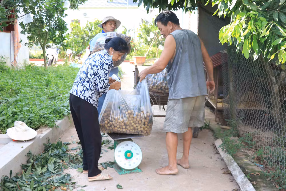 Trăn trở mùa nhãn chín: Vẫn điệp khúc năm nay "cao hơn năm trước"! ảnh 2