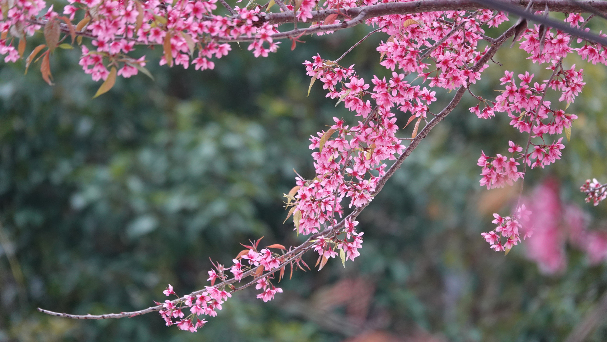 Mỗi loài hoa, loài cây được trưng trong ngày Tết đều có ý nghĩa riêng, biểu tượng cho niềm vui, may mắn và hạnh phúc trong những ngày đầu năm mới.