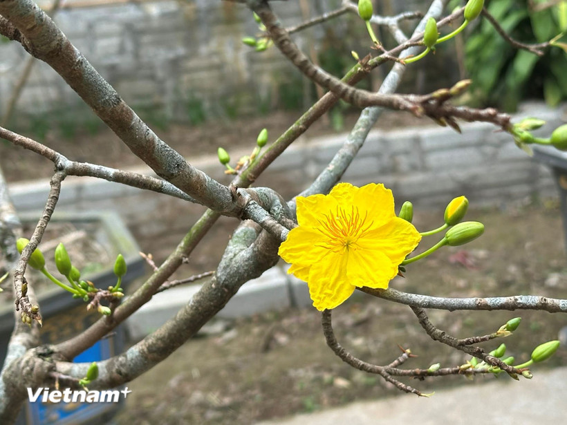 Hoa mai ngày Tết. (Nguồn: Vietnam+)