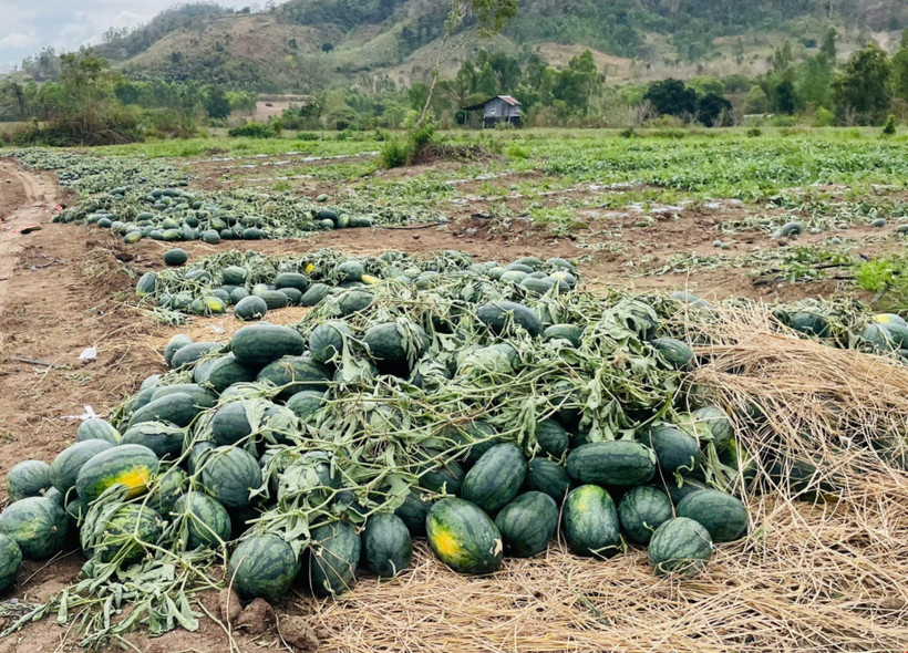 Dưa hấu đã thu hoạch chờ tiêu thụ. (Ảnh: Hồng Điệp/TTXVN)