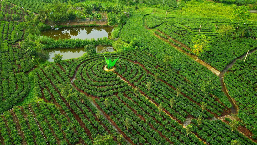 Một góc vùng chè Tân Cương. (Ảnh: Minh Đức/TTXVN)