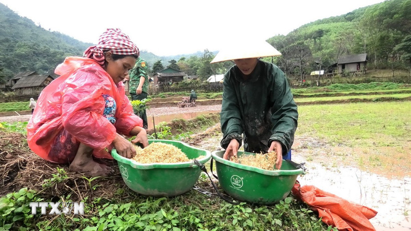 Người đồng bào dân tộc Chứt học cách làm lúa nước. (Ảnh: TTXVN phát)