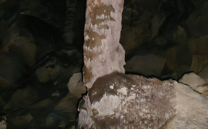 Hình thạch nhũ HS4 được sử dụng để "niên giám lượng mưa." (Nguồn: Đại học Oxford)