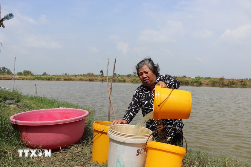 Nhà nằm trên tuyến Kênh Phèn - một trong những tuyến chưa có hệ thống nước sạch, bà Thạch Mỳ phải múc từng xô nước dưới ao nuôi cua bỏ hoang đem lên lắng phèn để sử dụng tắm, giặt. (Ảnh: Thu Hiền/TTXVN)