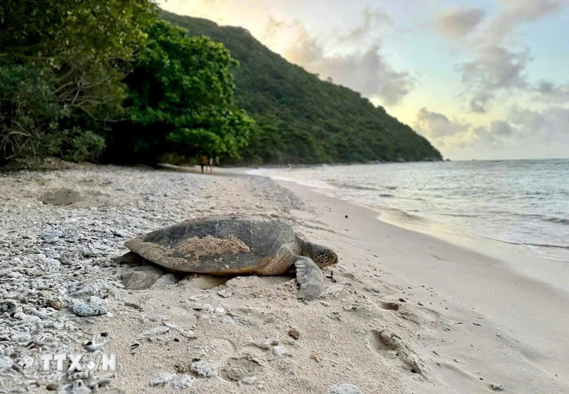 Rùa biển. (Nguồn: TTXVN)