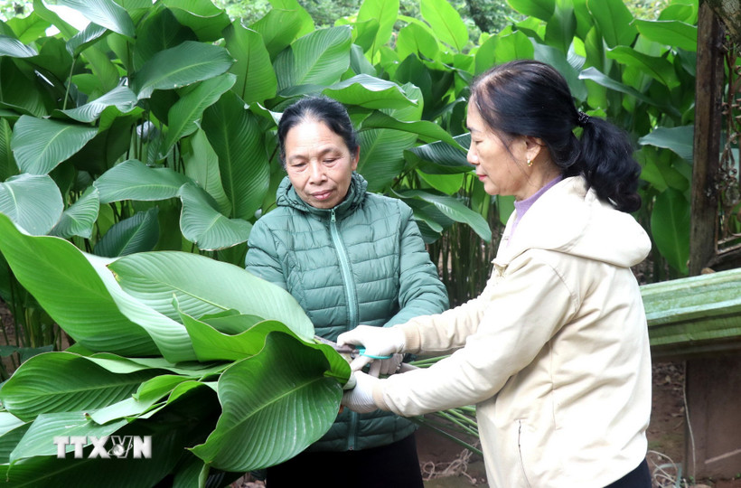 Những lá dong có bản to, xanh mướt được người dân thu hoạch để phục vụ thị trường Tết Nguyên đán. (Ảnh: Đinh Văn Nhiều/TTXVN)